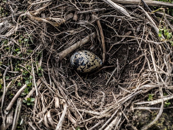 De Jaargetijden: broedende vogels