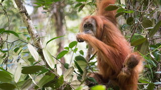 Meest zeldzame mensenapensoort bedreigd door tropische stormen in Azië