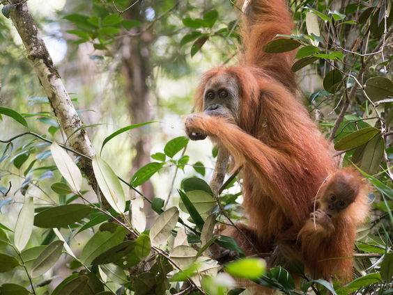 Meest zeldzame mensenapensoort bedreigd door tropische stormen in Azië