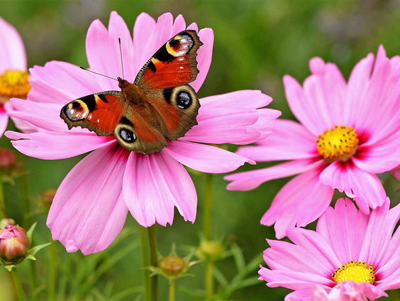 De Jaargetijden: vlinders