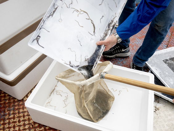 De Jaargetijden: glasalen