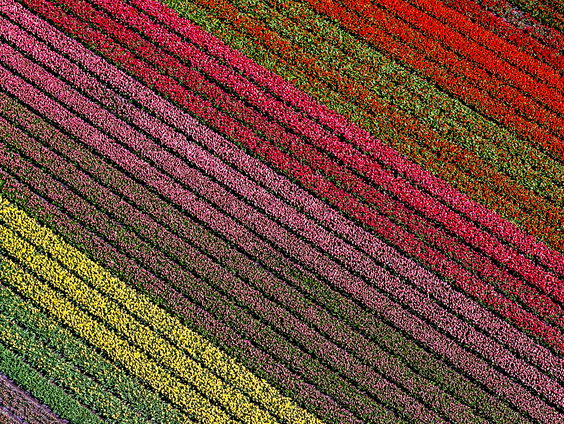 Bollenteelt in Westerveld zorgt voor verdeeldheid onder bewoners