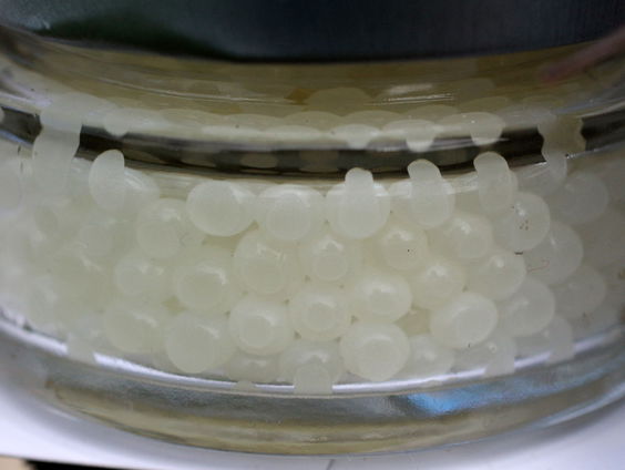 Eieren van de geaderde stekelhoren gevonden bij Egmond aan Zee