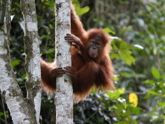 Ook dieren behandelen eigen wonden met geneeskrachtige planten