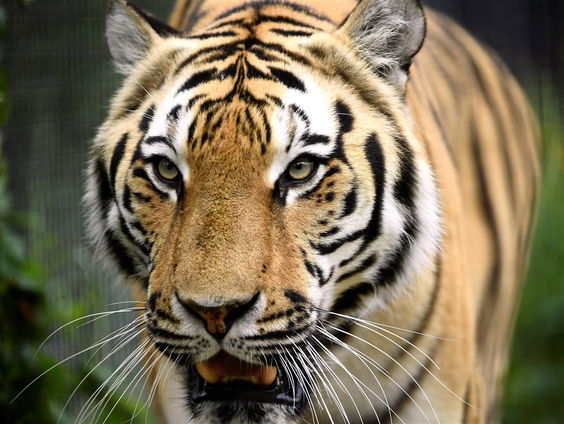 Nederlandse tijgers naar Kazachstan
