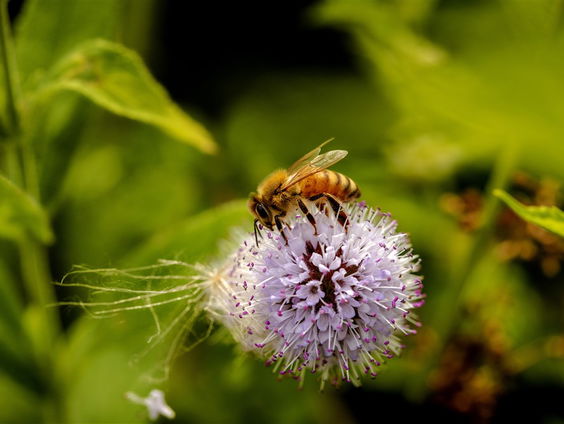 Nationale bijentelling begint