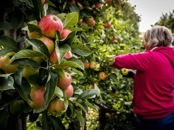 De Jaargetijden: Appels