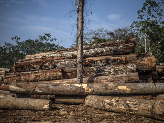 Nederlandse natuurfilmer werkt mee aan nieuw seizoen Planet Earth