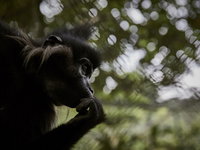 Aap die ontsnapte uit Beekse Bergen nog altijd niet gevangen