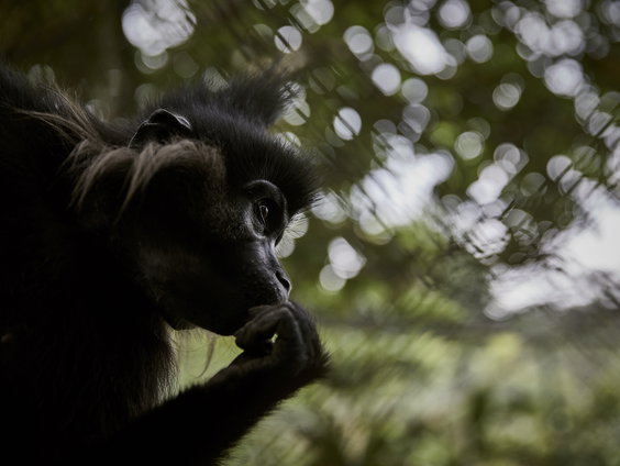 Aap die ontsnapte uit Beekse Bergen nog altijd niet gevangen