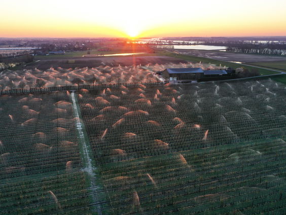 Kersentelers mogen langer gebruik maken van bestrijdingsmiddelen tegen suzuki-fruitvlieg