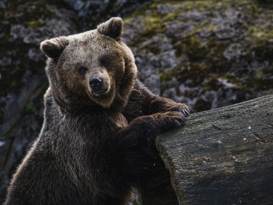 Groeiende kritiek in Zweden op jaarlijkse berenjacht