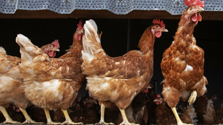 Vogelgriep grijpt om zich heen: hoe voorkomen we dat het virus verder escaleert?