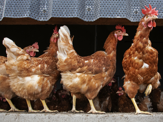 Pluimveehouderij in hoogste alarmfase om vogelgriep