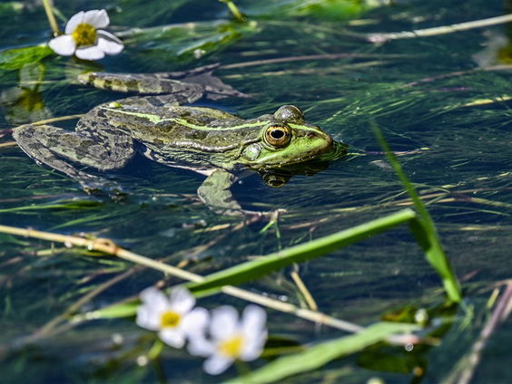 De jaargetijden: kikkers