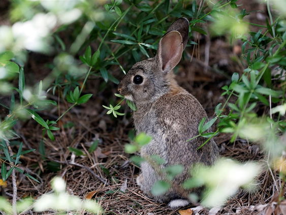 De Jaargetijden: jonge dieren