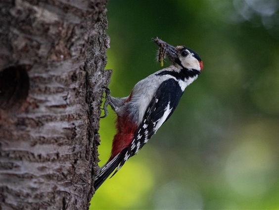 De Jaargetijden: de specht