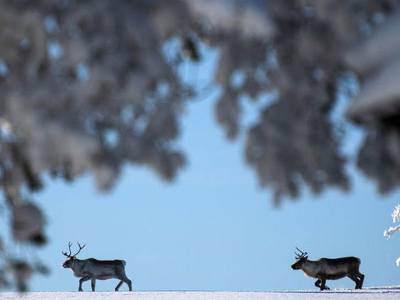 Buitenland Uitgelicht: Zweden