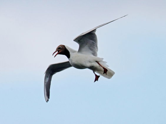 De Jaargetijden: Dwaalgasten