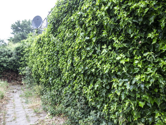 De Jaargetijden: De klimop en insecten