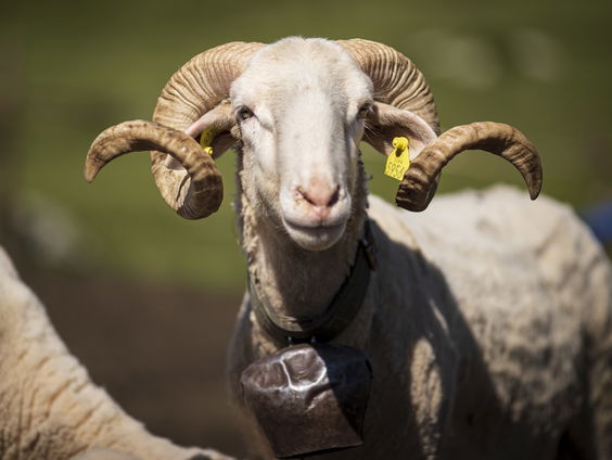 Dieren zijn vaker queer dan je denkt