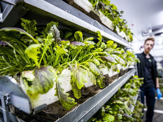 Waarom komt verticale landbouw in Nederland zo moeilijk van de grond?