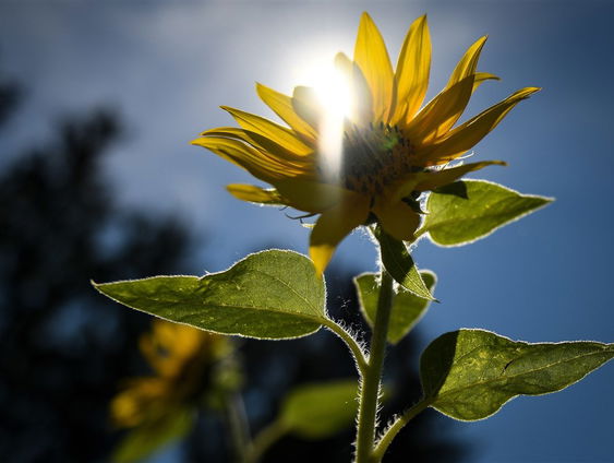 De Jaargetijden: planten en zonlicht