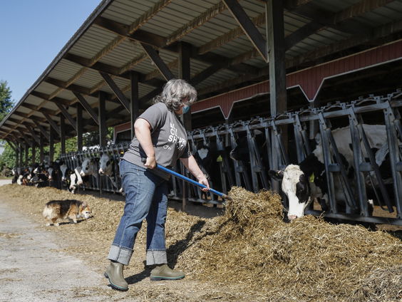Melkveehouders swing state Wisconsin staan voor duivels dilemma; Trump of Biden