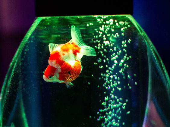 Vergeten en verdringen