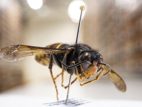 Wespenstichting: stop met zoeken naar Aziatische hoornaar