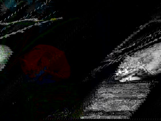 Moeten we stoppen met het afschieten van zwerfkatten?