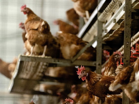 Hoe is het voor de kippenboer dat de ophokplicht voorbij is?