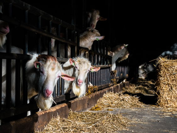 De mediamachine over ziek van de geitenstal