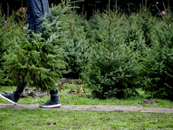 De Jaargetijden: kerstbomen