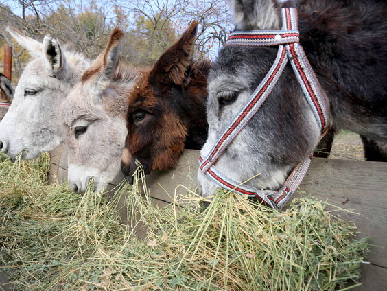 Nederlandse greep in bij de mishandeling ezel in Egypte en ging viral