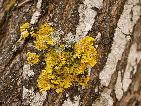 De Jaargetijden: korstmossen