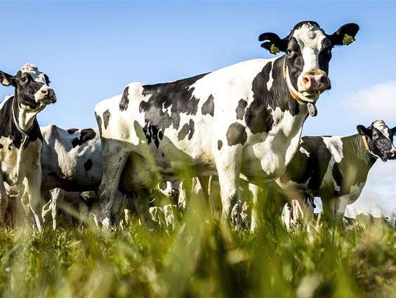 Winnaar Liegebeest 2024 bekend