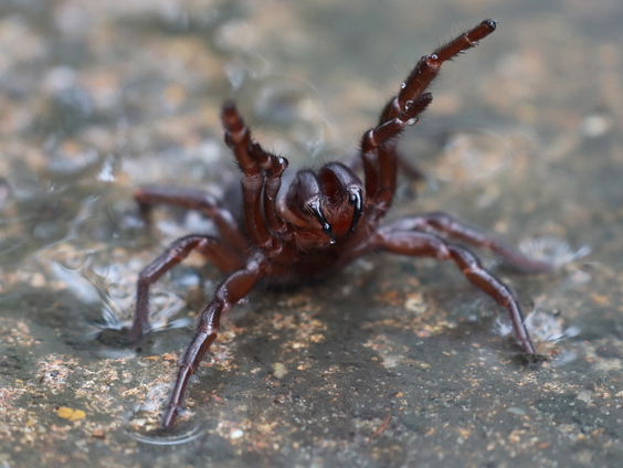 Nieuwe dodelijke spin ontdekt in Australië
