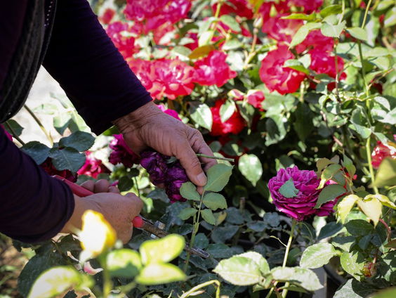 De beste tips om je tuin te beschermen tegen de droogte