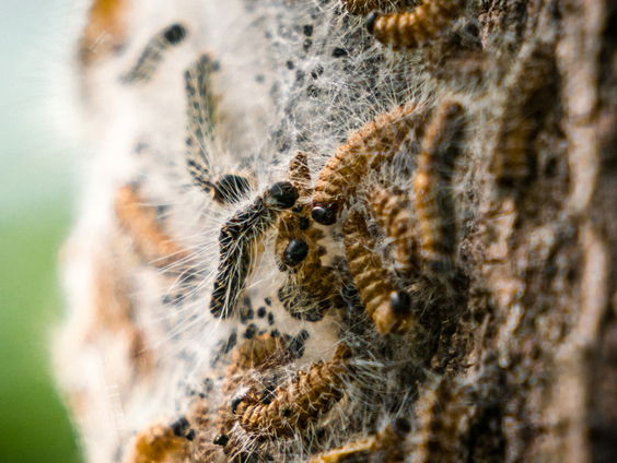 Waar is de eikenprocessierups gebleven?