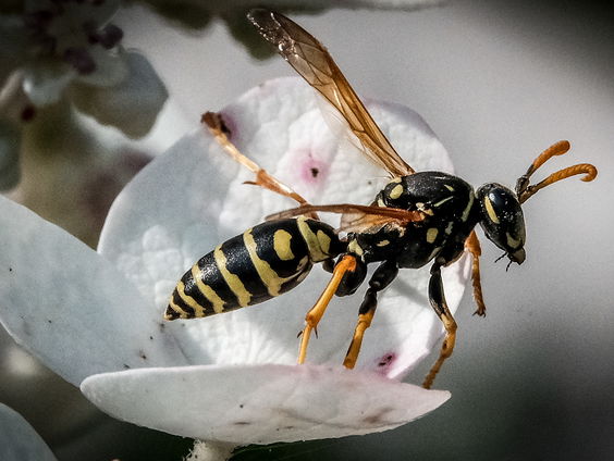 Waarom de wespentelling van belang is