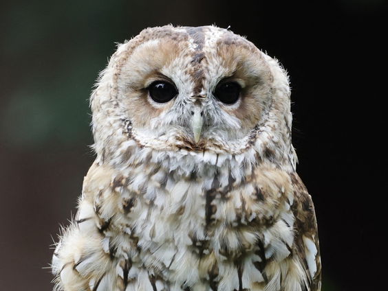 De Jaargetijden: Uilen