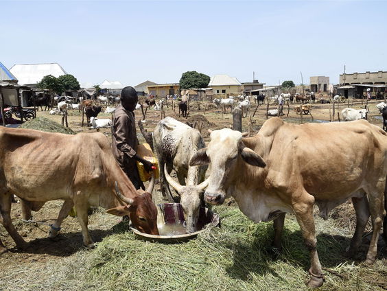 Hoe Nigeria zichzelf probeert te voeden met hulp van Nederlands project