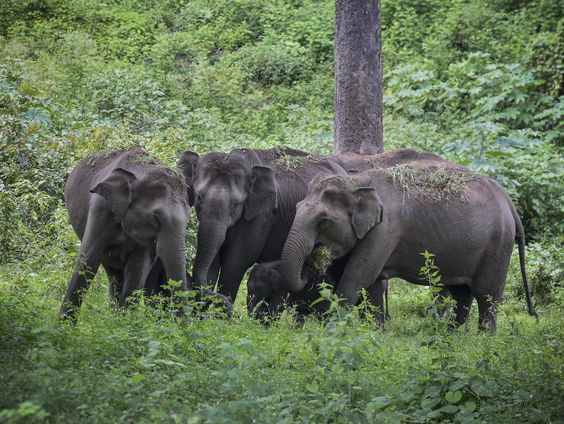 India introduceert olifantenapp