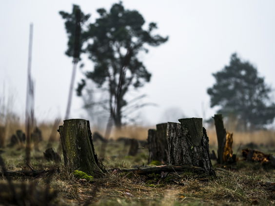Kan begraven hout helpen tegen klimaatverandering?