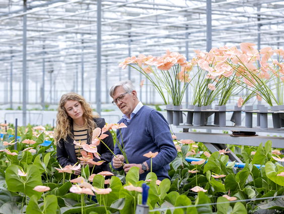 Piet van der Burgs bloemen naar Sint-Pietersplein: "Hoofdbloem is ranonkel"
