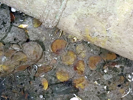 Scheepswrak met mogelijk miljarden euro's aan schatten voor de kust van Colombia