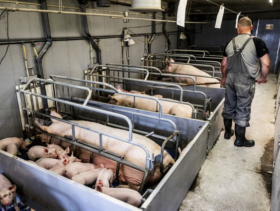 Grote protestmars tegen de vee-industrie op Dierendag