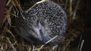 De rol van de egel in ons ecosysteem