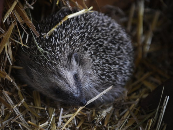 De rol van de egel in ons ecosysteem